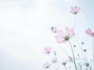 12.我们应该体谅老人，像对待孩子一样对待孩子。 -歌德