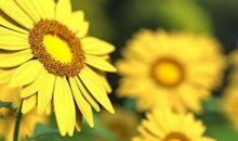 诗经里关于亲情的句子