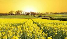 描写亲情的名著经典句子