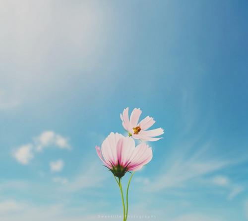 11.丑陋的海怪并不像忘恩负义的孩子那样可怕。莎士比亚