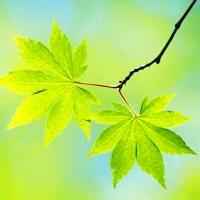 11.我一直认为我的父母在我的直筒西服上是个令人尴尬的蔬菜汁，但没想到我也是我的父母在这令人尴尬的食物。