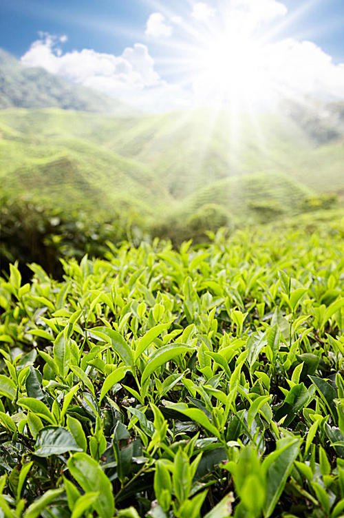 10.如果您是一片绿叶，家庭的关爱给了我鼓励；当我快乐时，家庭的关爱会给我安慰；当我犹豫时，温柔的尤尔爬上窗台。当我忧郁时，轻轻的风将窗户的玻璃升起。隐约听到了妈妈的警告，这是一种永远不会消失的爱。