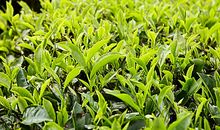 做人感恩亲情的句子