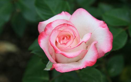 12.工作不是完美的，只是做好；生活不是完美的，简单是好的；情人不是完美的，关怀是好的；兄弟姐妹不是完美的，真诚是良好的；情人不完美，真诚是良好；亲戚不是完美的，只是和谐的；幸福不是完美的，幸福是美好的；幸福不是完美的，内容是好的；生活不是完美的，幸福是美好的。