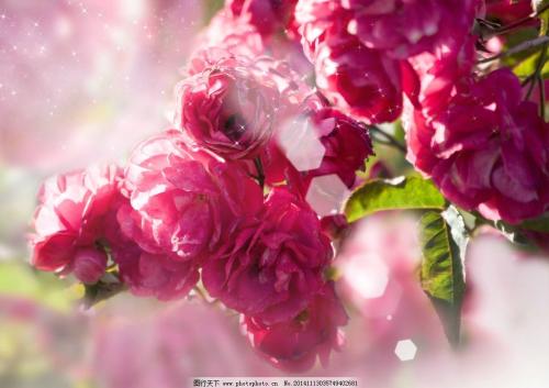 11.家是一个温暖的词，也是一个我们可以减轻疲劳并休息身心的地方。