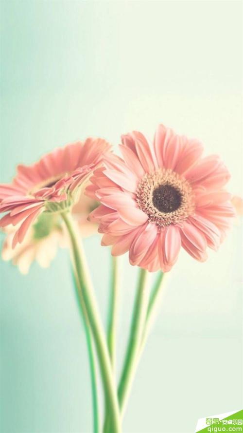 11.如果你是绿叶，家庭的感情给了我鼓励；