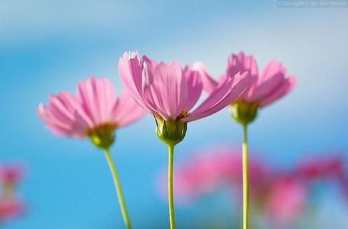 11.生活中最大的幸福不在于拥有，而在于追求某件事