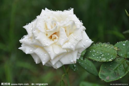 10.一排开着大红色，黄色和深色斑点花朵的美人蕉张开嘴，向明媚的春天微笑。