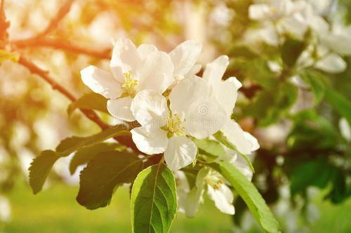 11.蓝色风信子最吸引我的注意力，并具有高贵的气质。表达感激的红色风信子明亮而华丽。代表幸福的黄色风信子和优雅的粉红色风信子具有清新的气息，浅色非常和谐浪漫。还有代表风情的粉红色风信子。但是无论它是什么颜色，我都无法离开视线。