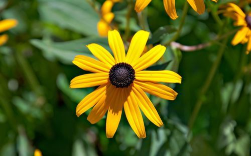 12.面对这样的华丽和芬芳。我摸了摸它的花瓣。他们光滑而温柔。枝条华丽纤细，红色如火，粉红色如云。他们直立在绿色的树枝和树叶上，让阳光照耀着美丽的花朵。此时，在我眼中，玫瑰花朵就像穿着红色连衣裙的泵浦小姑娘，在绿叶间翩翩起舞。