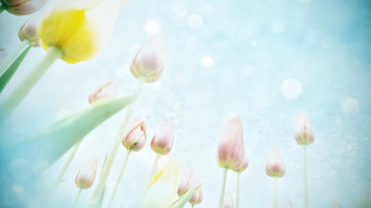 11.父母以世界为中心，没有大小或厚度。