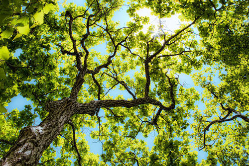 11.初夏来到这个世界，树叶安静地生长，花朵美丽地伸展开，鸟儿陶醉地在树上歌唱，一切都充满了生命力。