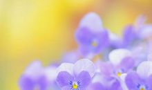 大家一定会感受到亲情的句子