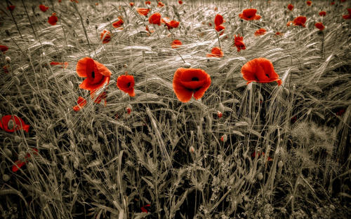 10.独自一人在不同的地方，尤其是家庭感情的重压下，我不知道自己是否能战胜它，我只是知道这常常使我陷入沉思，远处的每个人都是我关注的对象，一群充满活力的老顽童。