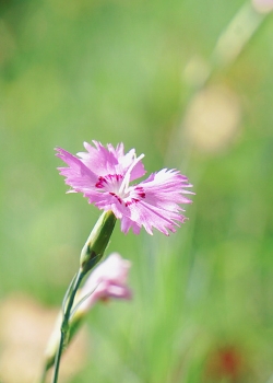 11.孝道是一百行的第一句,诗歌和书籍是无止境的。富人和穷人都在追逐名望。如果不履行孝道,我们如何划分人畜?