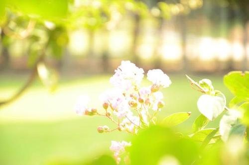 12.唱完所有新词后，看不见你，红霞营树part。