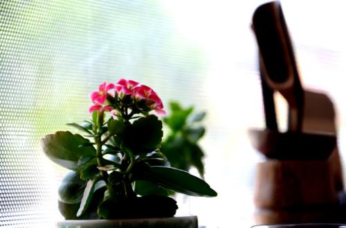 11.长江陷入停滞，数千英里将返回。