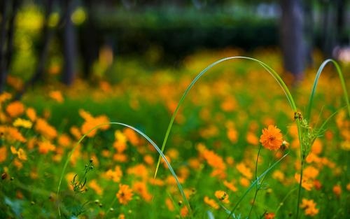 12.有一天，她的长袍不见了，她变成了世界上的粗布-她决定当妈妈。