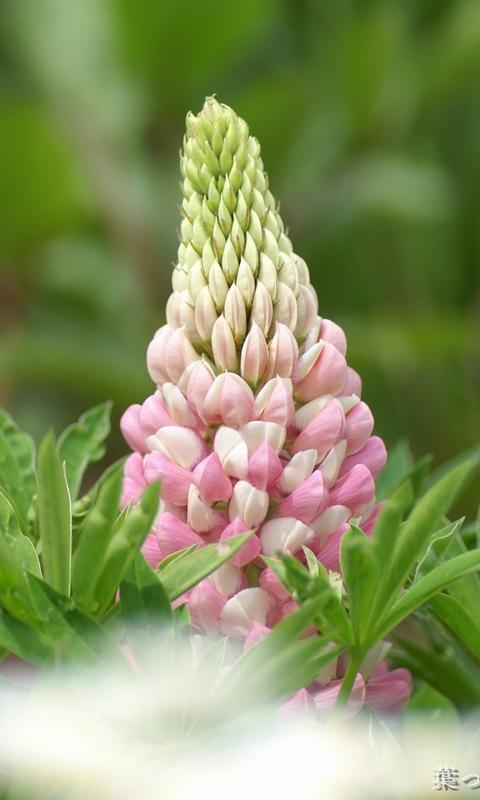 11.家庭感情，这是最普遍的事物之一，也是最独特的事物之一。家庭感情是如此重要。让我们珍惜亲情！