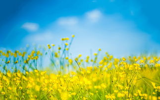 10.小莉pur起嘴巴，低下腰，tip起脚尖，然后逐步地逐步走近。靠近，靠近，看见她悄悄地将右手伸向蝴蝶，两个开放的手指紧紧地夹着粉红色蝴蝶的翅膀。小莉高兴得跳起来。