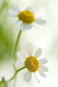 11.家庭之爱是海上的小船，拯救了在其中挣扎的人们；亲情是黑暗港口的孤灯，希望回航的人们能够重返家园。