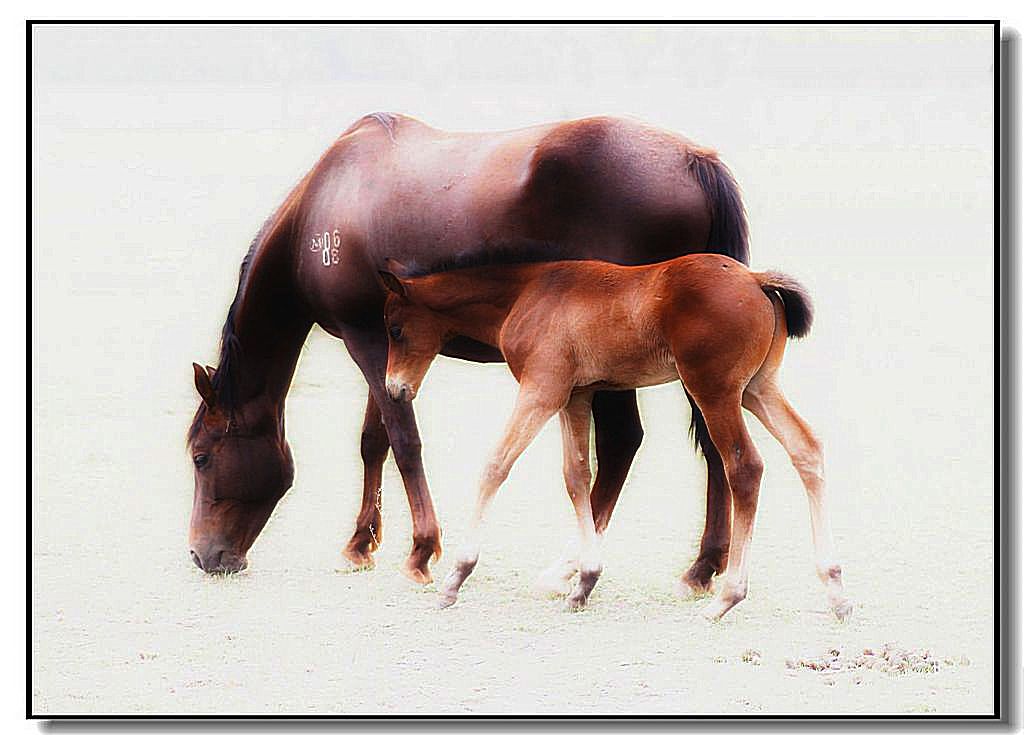 感人的依恋句子