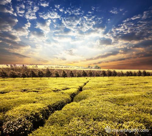 11.家庭感情，这是最普遍的事物之一，也是最独特的事物之一。家庭感情是如此重要。让我们珍惜亲情！