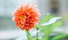 亲情太假太虚的句子