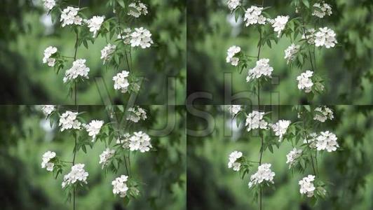 10.黎明的觉醒是噩梦的结束，太阳和繁星点点的升华的壮丽，以及追求蓝天的勇敢的开始！您的爱是温泉的暖流，是花朵被雨水，露水和电击的感觉！