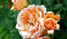 关于醒悟的句子