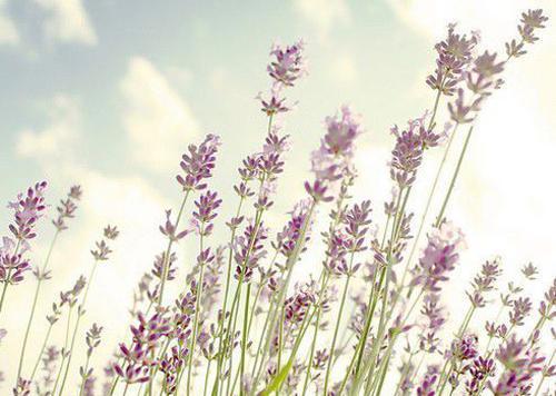 12.家庭亲情不会使我们兴奋,但可以使我们安静。家庭的亲情不会给我们带来难忘的经历,但它总是为我们提供必不可少的营养。