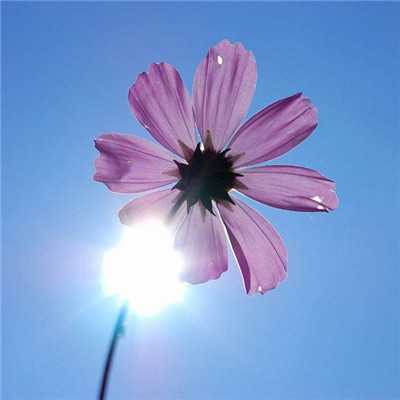 10.当您灰心和懒惰时，家人的爱是赋予人们希望的梅花。看到它会克服所有困难；当您的心烦意乱时，家人的关爱就是一杯烈性酒，以减轻您的悲伤。喝酒可以减轻醉酒时的悲伤。当您感到满意时，家庭的关怀便是鼓舞人心的号角。听到它，它摇了几百英里。