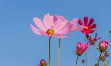 形容浓厚的亲情句子