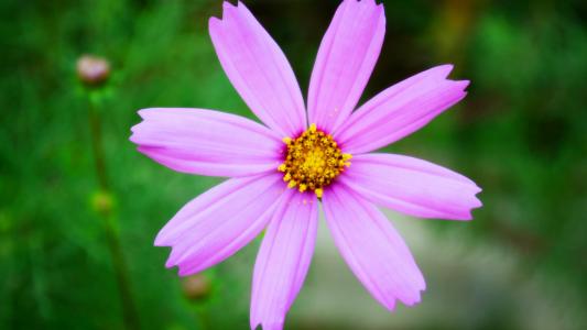 11.家庭感情是世界上最灿烂的阳光。家庭亲情具有强大的力量。它使老麻雀拼命地与猎犬战斗，以保护他们的幼儿。