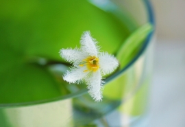 12.只有连接的血统彼此默默照顾