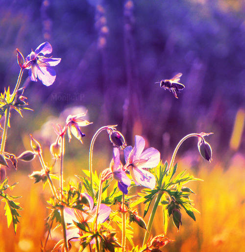 12.她是一艘永不停息的扁船，永远渡过我一生的渡船。