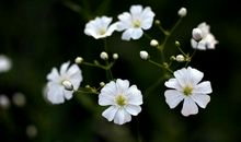 对亲情心碎的句子