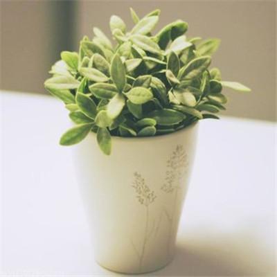 12.你是我心中的高山，为我的生活树立了标杆；您是我面前的草原，为我敞开胸怀。山上教我当个正直的人。草原完全容纳了我。老爸我爱你！