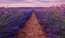 描写美丽景色的句子