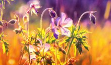 关于亲情与爱的名言句子