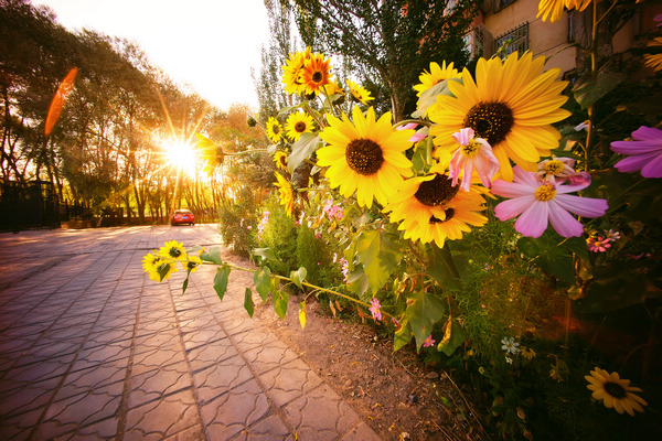 描述环境的句子