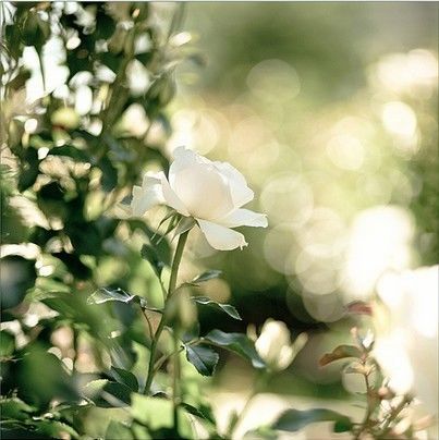 12.如果失去了慈爱的母亲，您将像一瓶花。尽管它仍然美丽而香，但它已经失去了根源。 -老舍