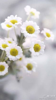 10.孩子是母亲生活的基础。 -甚至福尔斯