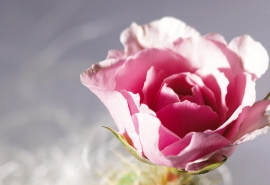 11.拥有家人的关爱使我们始终保持乐观