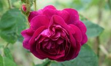 寓意亲人亲情的句子