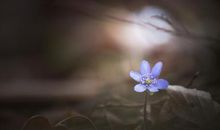 关于试图开心的句子