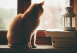 10.曾经，我想与您分享我所有的秘密，但是现在，您已经成为我内心的秘密。