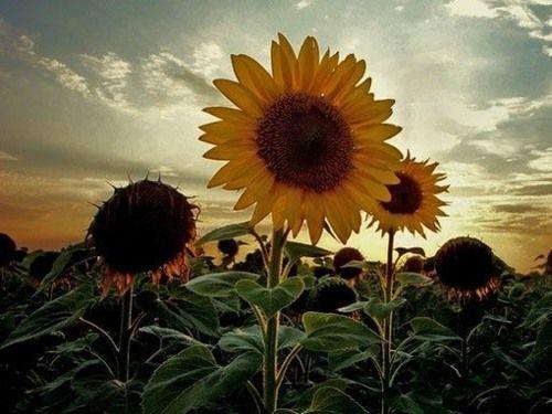 10.小时候，我以为送一瓶我父亲喜欢喝的啤酒是一种家庭感情。