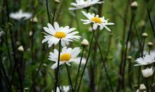 感动得流泪的句子亲情