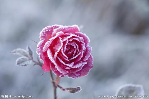 10.如果您是一名帆，那么家庭之情就是海风，它将推动您前进直到胜利；